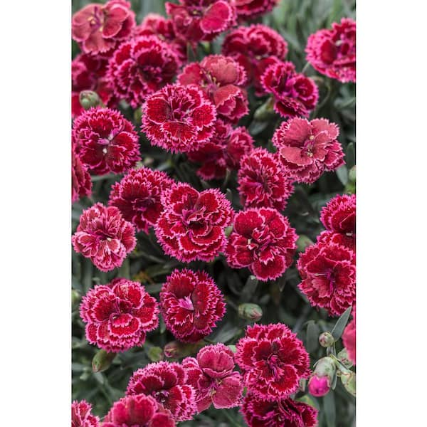 PROVEN WINNERS Fruit Punch Black Cherry Frost (Dianthus) Live Plant, Red Flowers, 0.65 Gal.