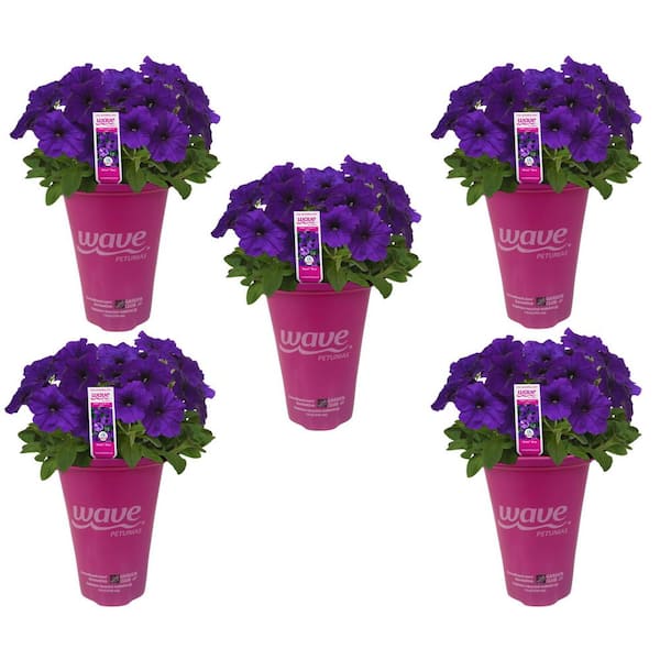 EASY WAVE 1.5 pt. Wave Petunia Annual Plant with Blue Flowers (5-Pack)