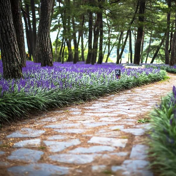 national PLANT NETWORK 2.5 Qt. Variegated Liriope Plant with