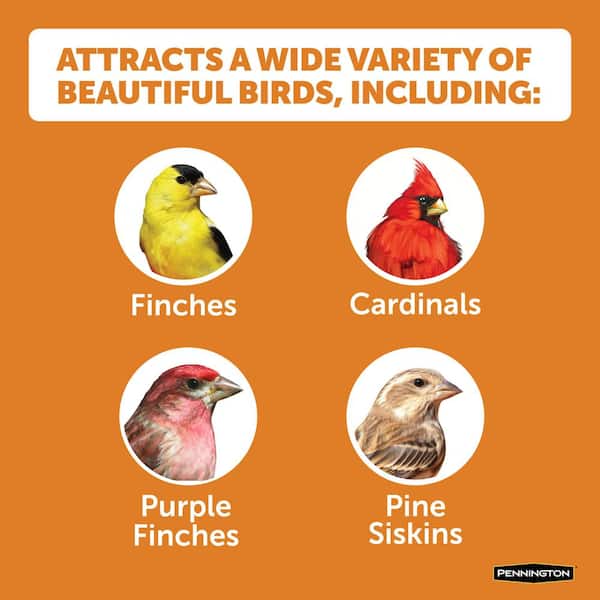 Premium 10 lb. Wild Finch Bird Seed Food