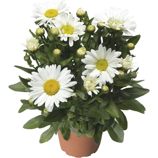 Unbranded #1 Western Star Taurus White and Cream Shasta Daisy Plant