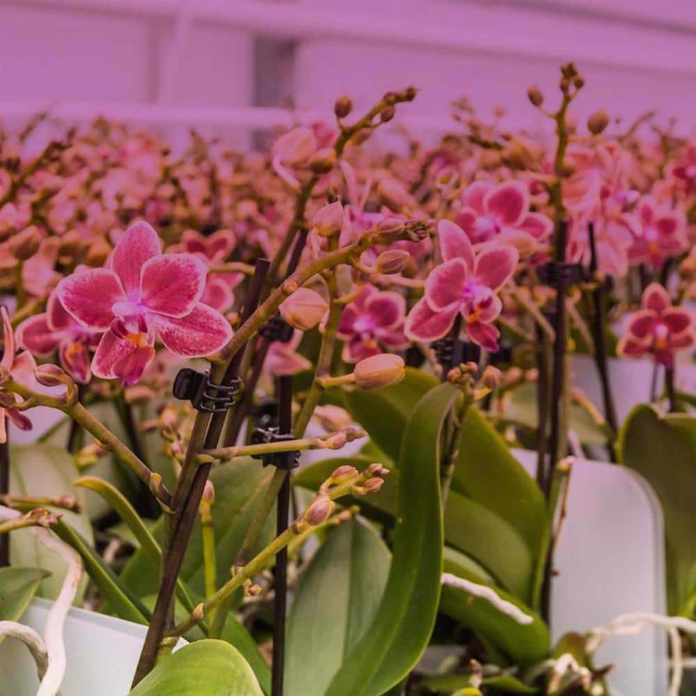 Feit Electric 32W Adjustable Spectrum LED Grow Light