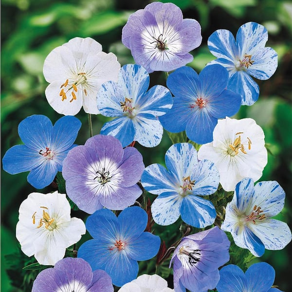 Spring Hill Nurseries Blue and White Flowering Geranium Mixture Live ...