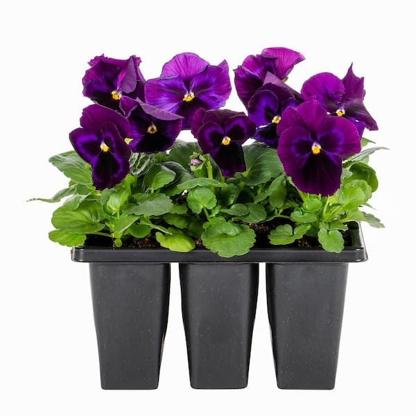 METROLINA GREENHOUSES Pansy Annual Plant (12-Pack) 8300 - The Home