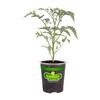 Bonnie Plants 19 oz. Juliet Roma Grape Tomato Plant 0244