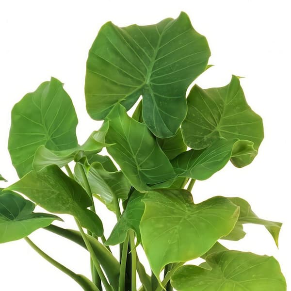 national PLANT NETWORK 4 in. Alocasia Low Rider Plant in