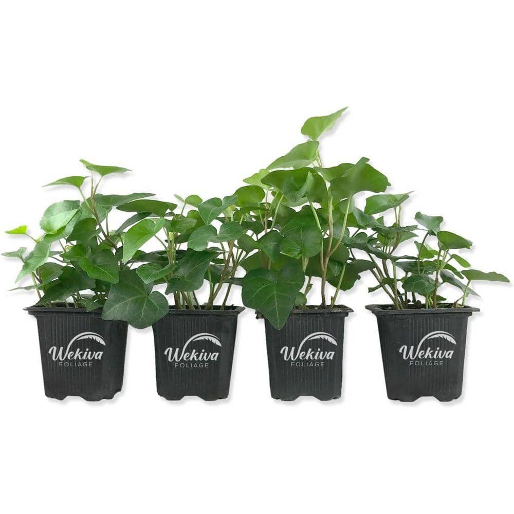 Wekiva Foliage Green English Ivy-4 Live Plants in 3 in. Pots