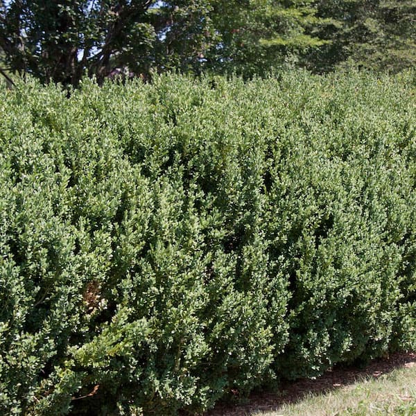 DIRECT GARDENING 6 to 9 in. Tall, Green Mountain Boxwood Value Starter Hedge Kit Dormant Bare Root Starter Shrubs (50-Pack)