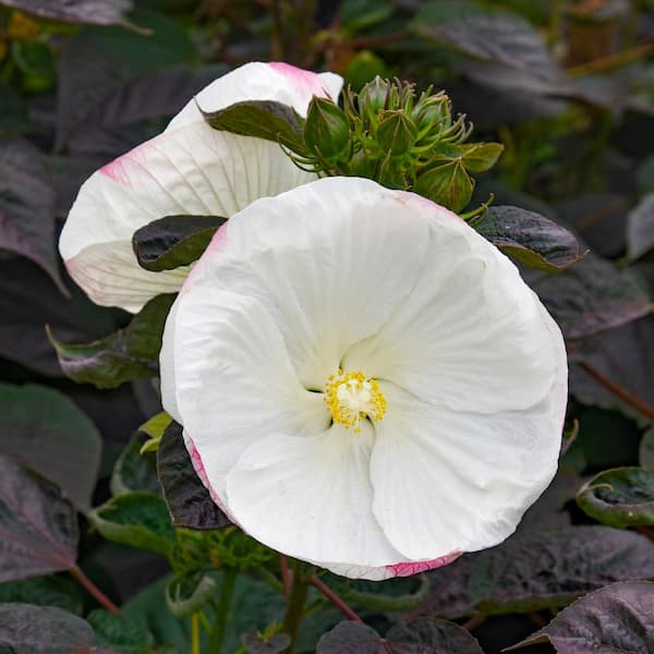 Proven Winners 2 Gal. Summerific Cookies and Cream Rose Mallow