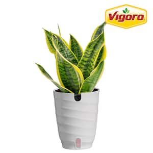 Grower's Choice Sansevieria Indoor Snake Plant in 6 in. White Decor Pot, Average Shipping Height 1-2 ft.