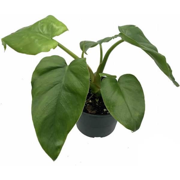 Wekiva Foliage Giganteum Philodendron-Live Plant in a 2 in. Pot-Rare and  Elegant Indoor Houseplant GigPhil2x1 - The Home Depot