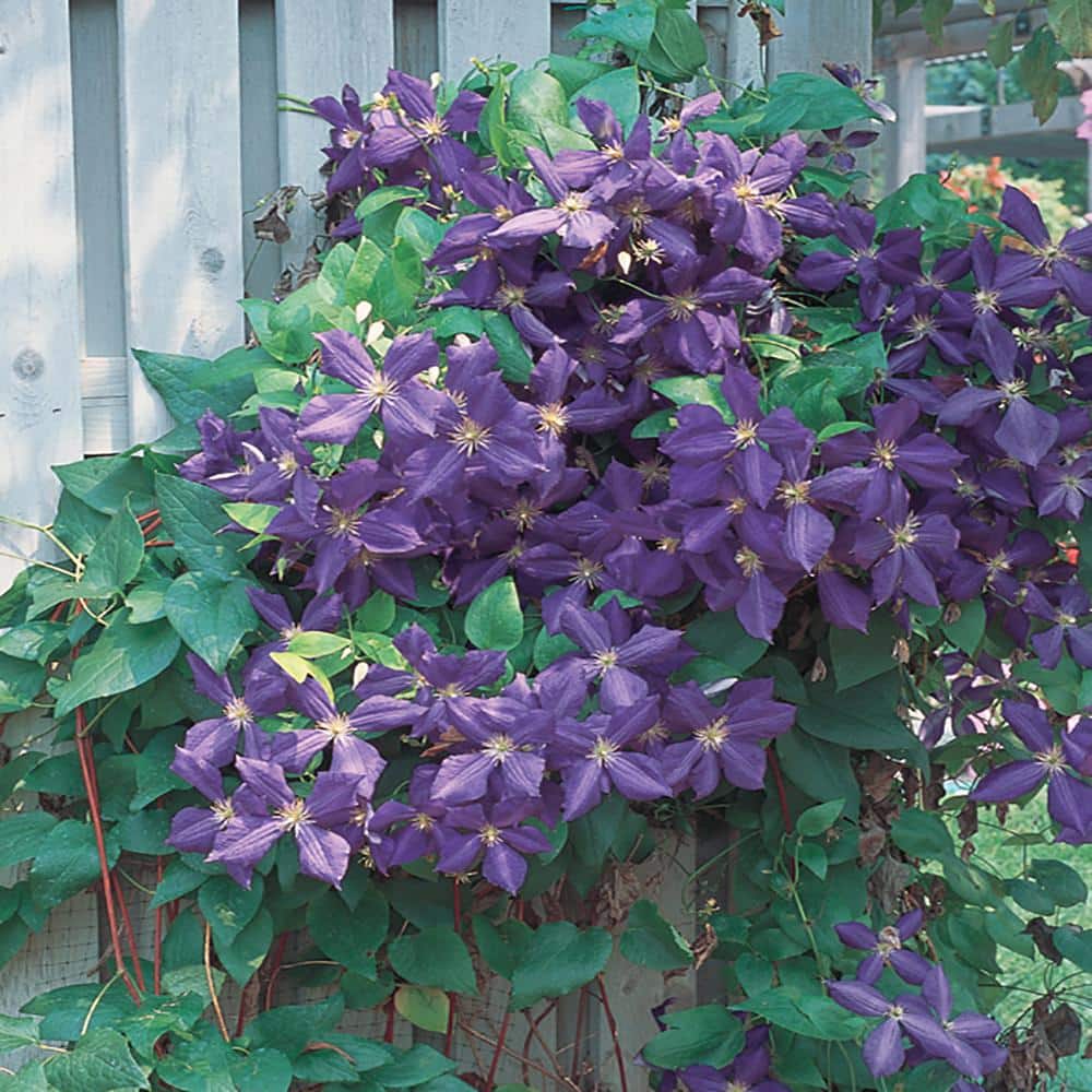 METROLINA GREENHOUSES 2.5 Qt. H.F. Young Blue and Purple Clematis Plant ...