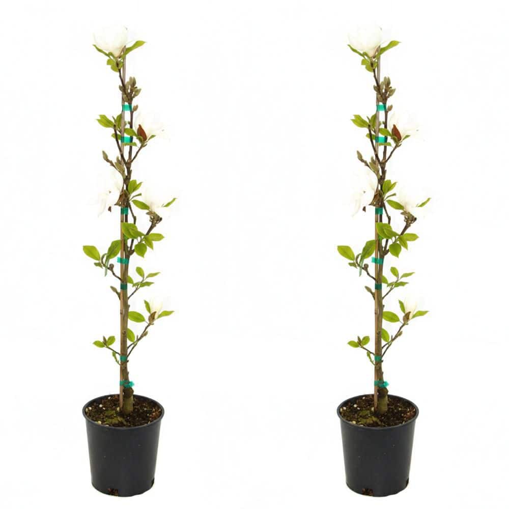 2 gal. Wisdom Series Green Star Deciduous Japanese Magnolia Tree