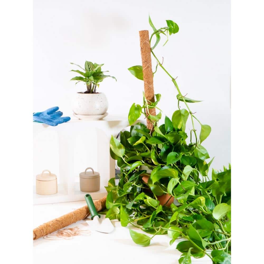 24-Inch Natural Coco Moss Plant Support Stakes, 4-Pack