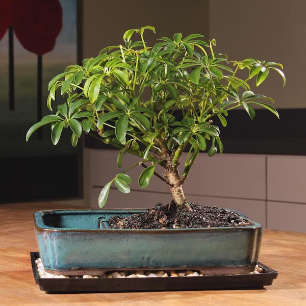 brussel s DT0117ALW Hawaiian Umbrella Tree in Water Pot Bonsai
