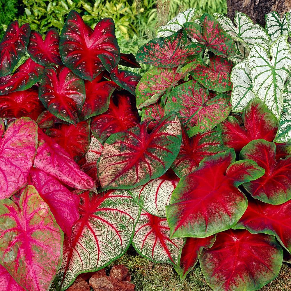 Mixed Caladium Bulbs with Vibrant Heart-Shaped Leaves, Pack of 10