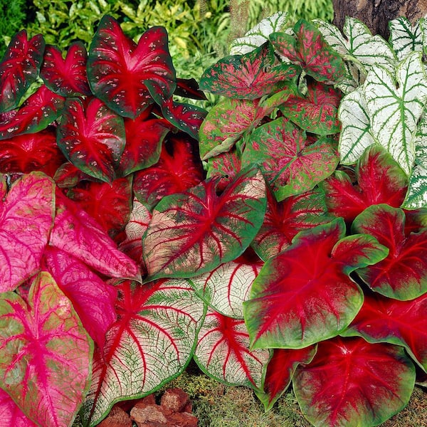 Garden State Bulb #2, Mixed Caladium Bulbs, Bare Roots (Bag of 40)
