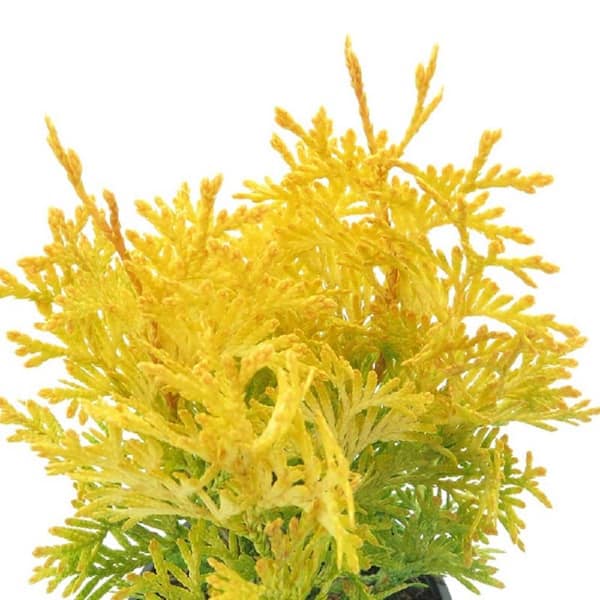 smaragd thuja 120 cm Lebensbaum Thuja occidentalis Smaragd 100-120 cm Höhe Ballenware main image 1