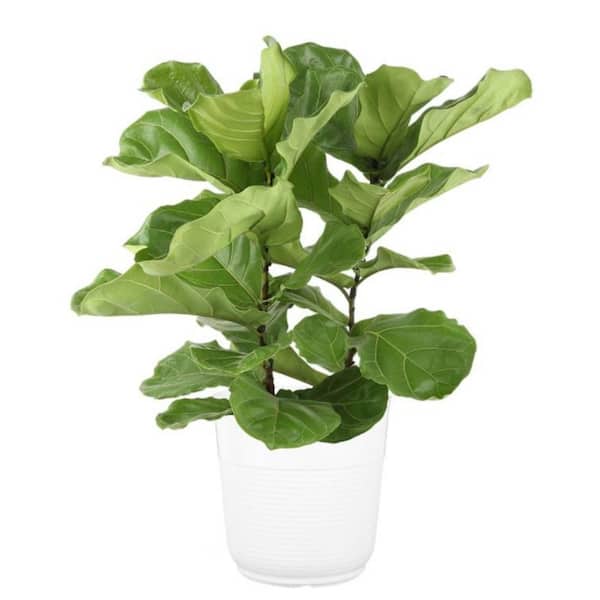 Details about   10" Artificial Fiddle-Leaf Fig plant In white Ceramic Pot set of 4 