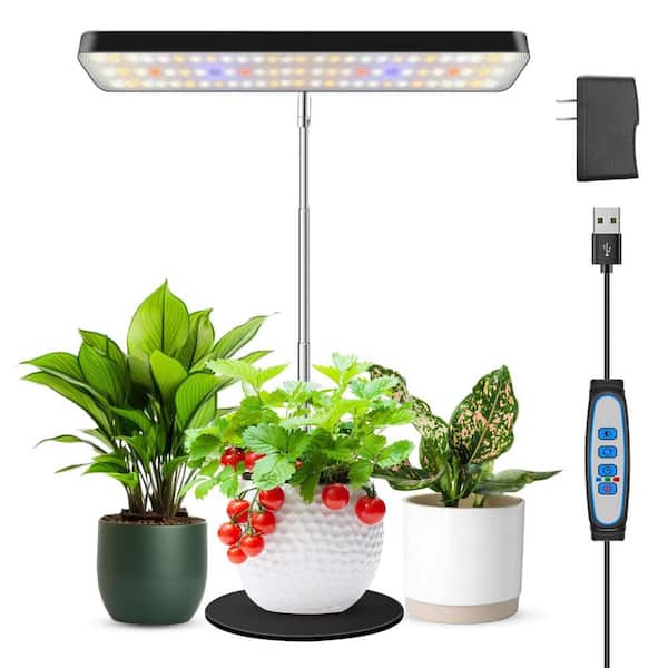 anthurium aff ecuador nse Anthurium besseae aff main image 0