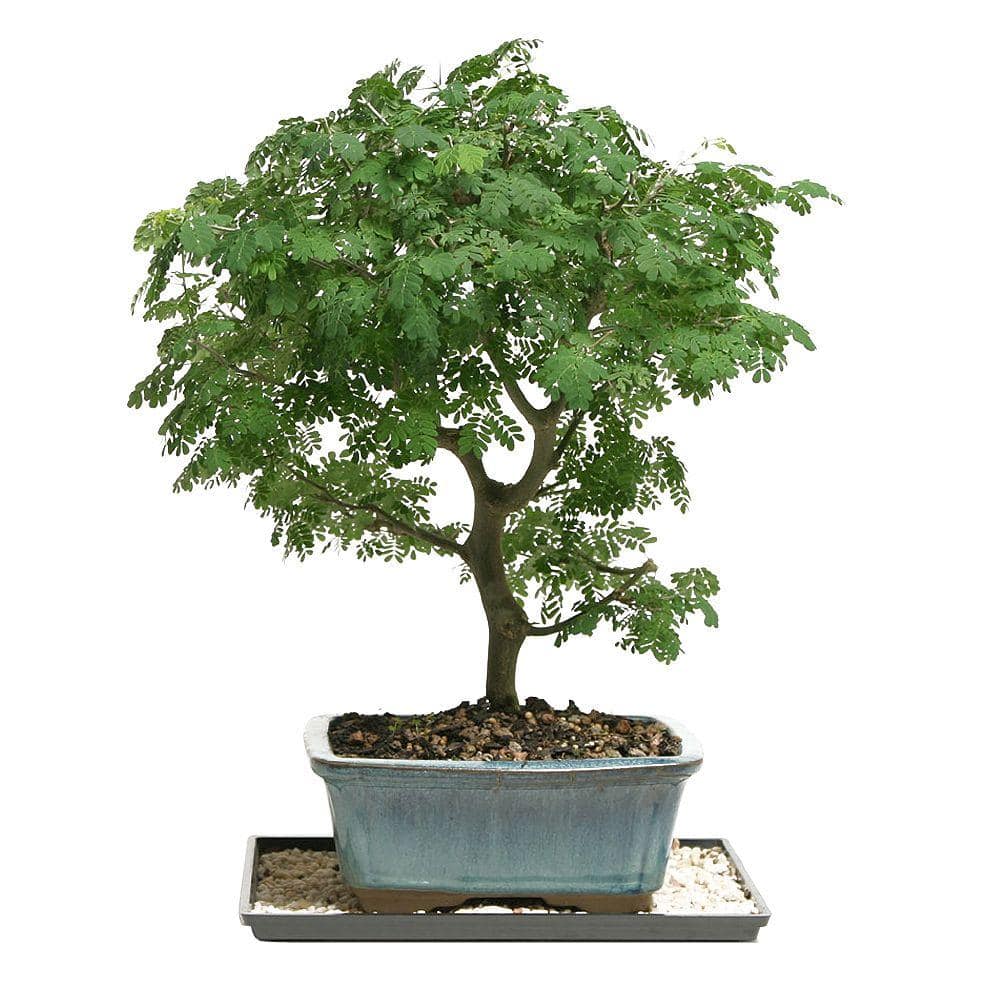 Brussel's Bonsai Dwarf Jade Bonsai Tree Indoor Plant with Ceramic Bonsai  Pot Container, 4-Years Old, 8 to 12 in. DT-6009DJ - The Home Depot