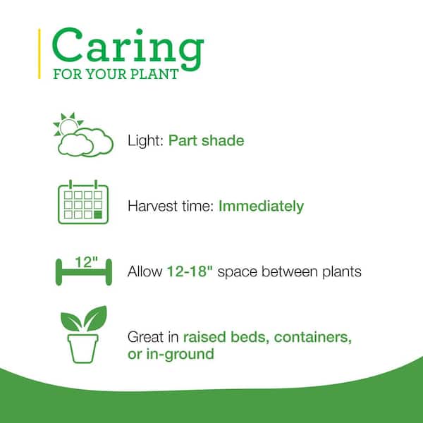 19 oz. Curled Parsley Herb Plant (2-Pack)