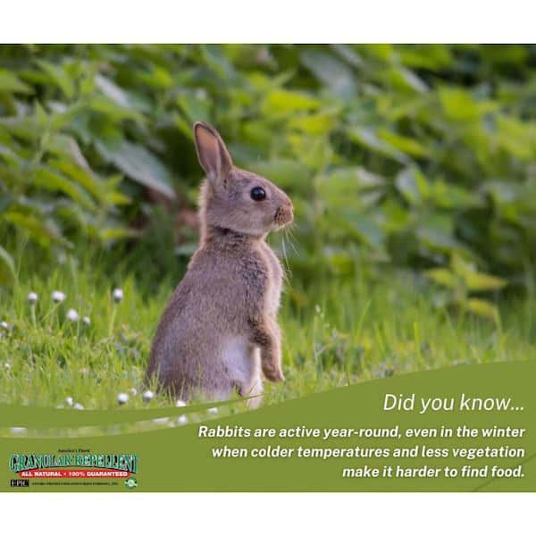 6 lbs. Rabbit Repellent Granular Bag 110060 - The Home Depot
