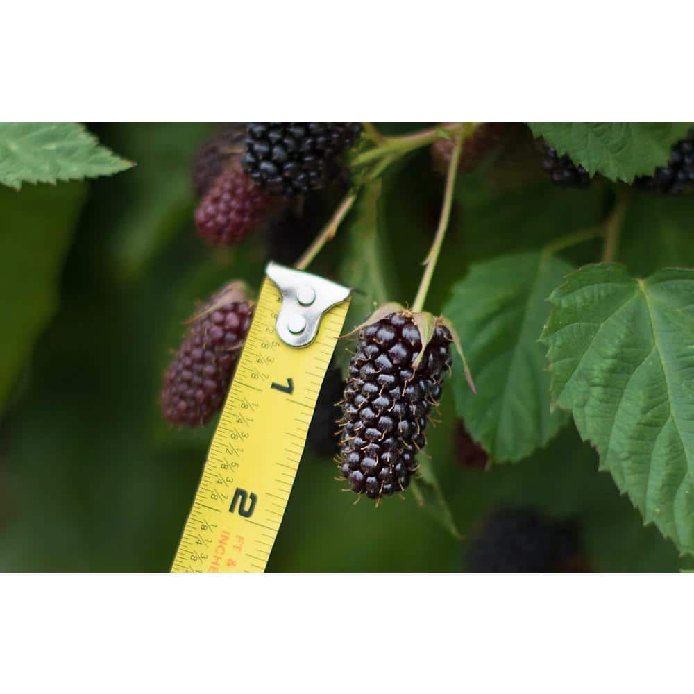 Wekiva Foliage Columbia Star BlackBerry Plant-Live Plant in a 2 in