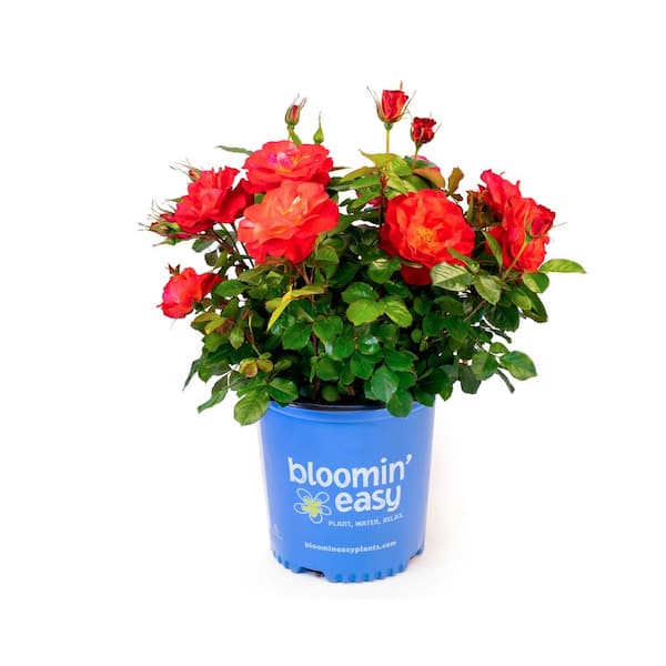 1 Gal. Cinnamon Hearts Rose (Rosa) Live Shrub, True Red Flowers