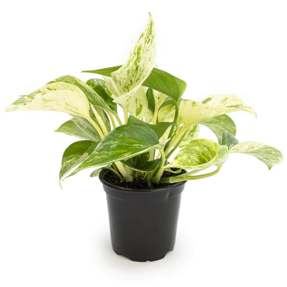 Marble Queen Pothos in Black Plastic Grow Pot