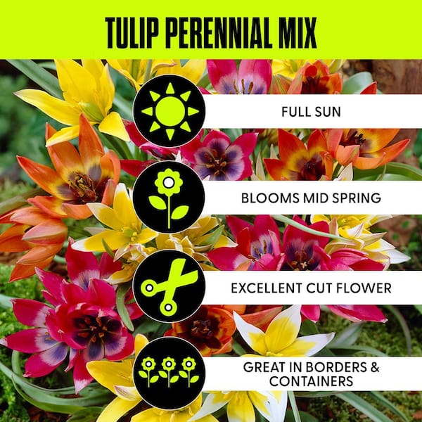 Tulips Bulbs Perennial Mixture (Set of 100)