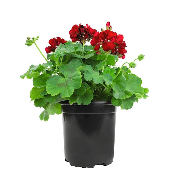 SMART PLANET 2.5 Qt. Red Zonal Geranium Plant