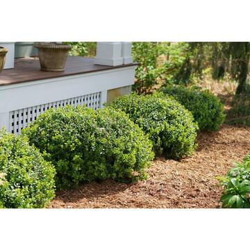 4.5 in. Qt. Sprinter Boxwood (Buxus) Live Evergreen Shrub, Green Foliage