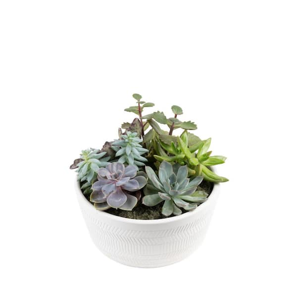 Costa Farms Indoor Cacti and Succulent Garden in 6 in. White Ceramic Bowl, Avg. Shipping Height 8 in. Tall
