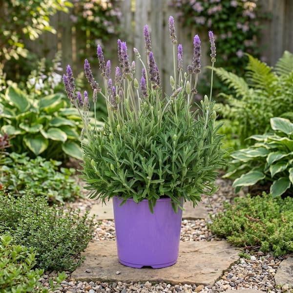 1 gal. Dentata LaDiva Imperial Lavender (4-Pack) LAVDENPR5-GZT4