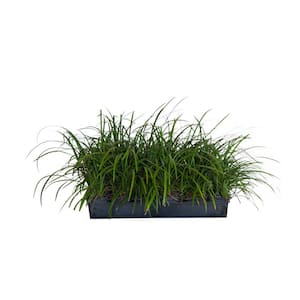 Big Blue Liriope 3 1/4 in. Pots (54-Pack) - Live Groundcover Grass