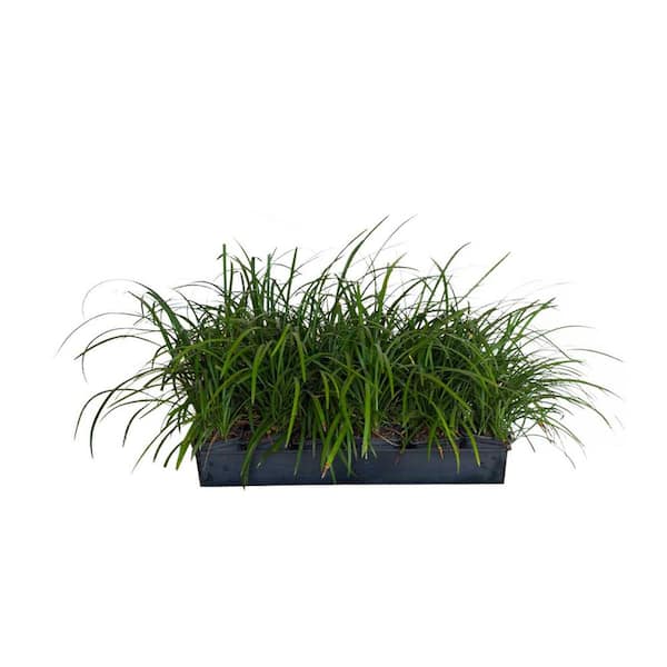 FLOWERWOOD Big Blue Liriope 3 1/4 in. Pots (54-Pack) - Live Groundcover Grass