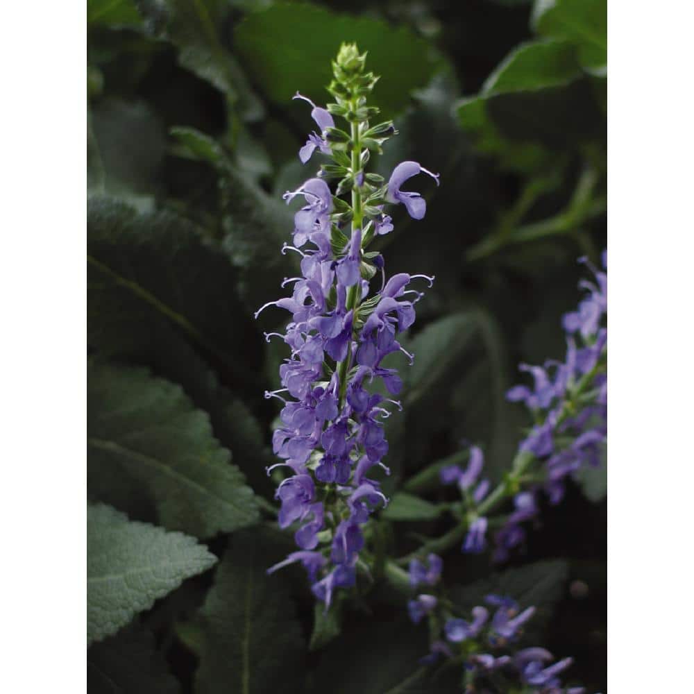 BELL NURSERY 3 Gal. Blue Hills Salvia Live Flowering Full Sun Perennial