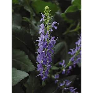 3 Gal. Blue Hills Salvia Live Flowering Full Sun Perennial Plant with Blue Flowers