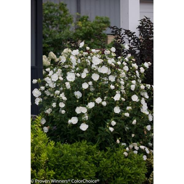 No California Hibiscus syriacus 'Diana' Live Plants Shipped Over 1 Foot