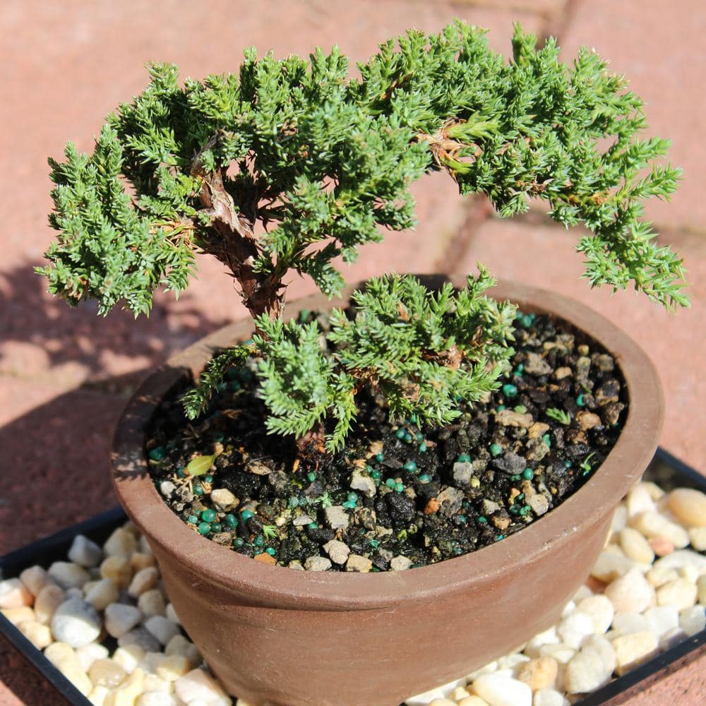 Green Mound Juniper 3-Year-Old Outdoor Bonsai in Blue Ceramic Pot
