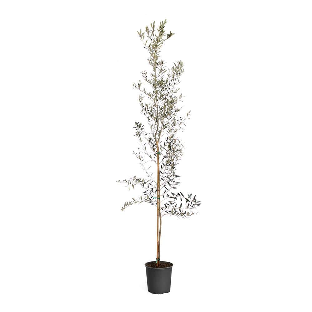 Brighter Blooms Arbequina Olive Tree in 3 Gal. OLI-ARB-56_3 - The