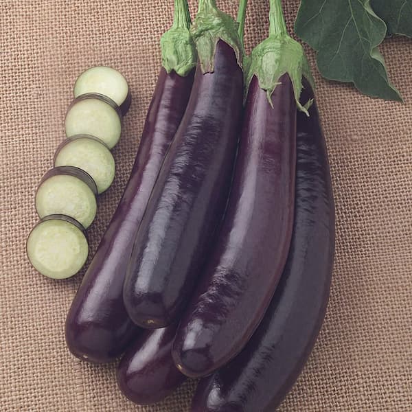 national PLANT NETWORK 2.5 in. Eggplant Hansel Plant 3-Piece
