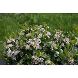 2 Gal. Low Scape Mound (Aronia) Live Shrub with White Flowers