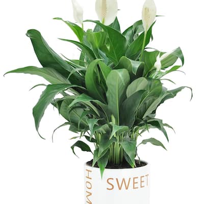 Spathiphyllum Peace Lily Plant in 6 in. Home Sweet Home Ceramic