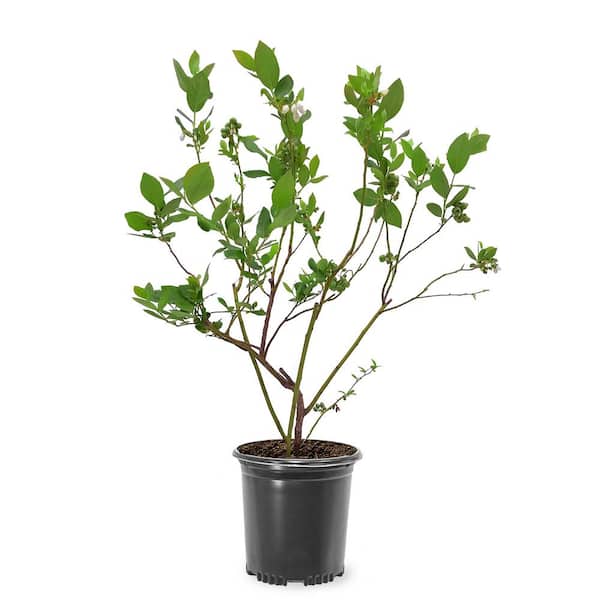 Unbranded 1 Gal. Tifblue Rabbiteye Blueberry Plant