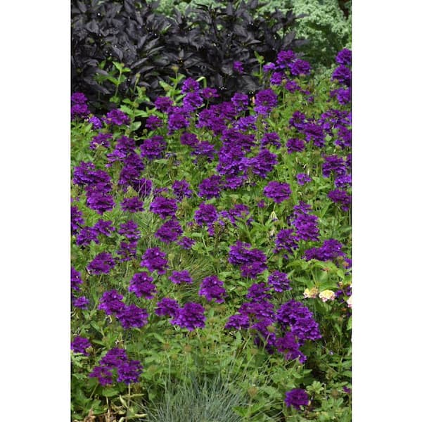 Vigoro 1 Qt. Select Assorted Color Verbena Perennial Plant