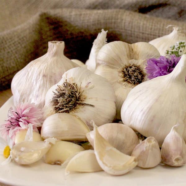 VAN ZYVERDEN Garlic Softneck Silverskin Inchelium Red Set of 5 Cloves