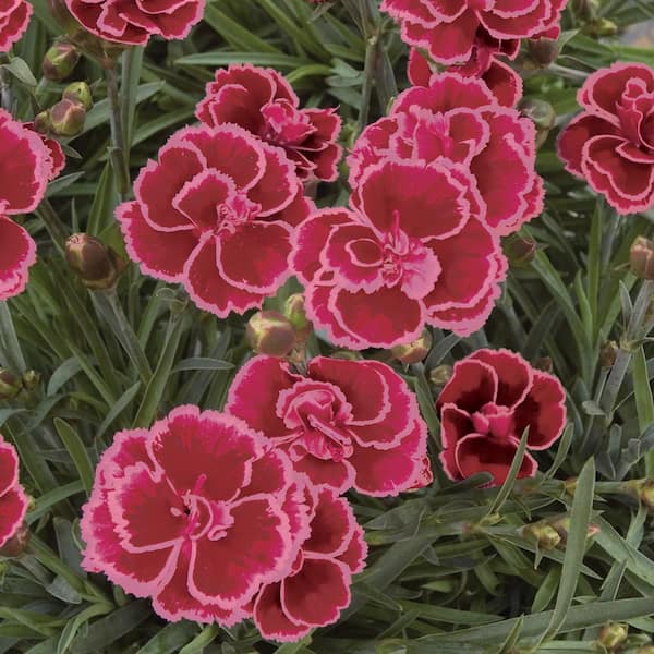 #1 Everlast Burgundy Blush Red and Pink Dianthus Plant 61335 - The Home ...