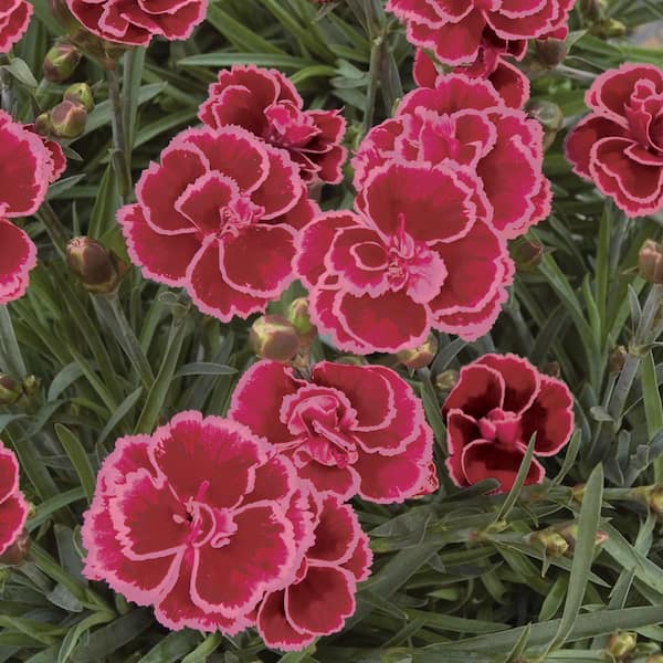 Unbranded #1 Everlast Burgundy Blush Red and Pink Dianthus Plant